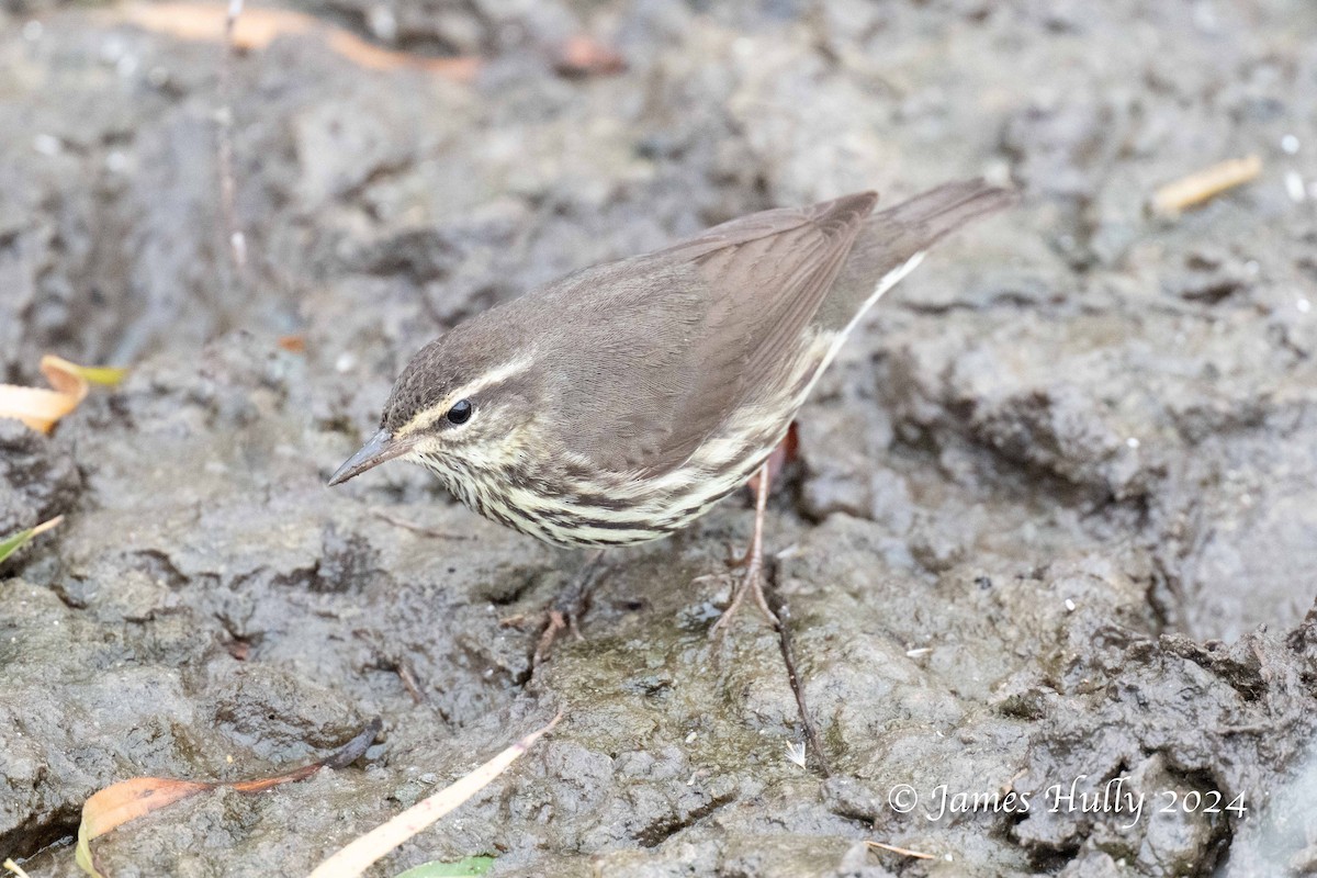 Northern Waterthrush - ML641151877