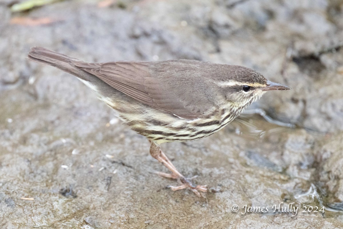 Northern Waterthrush - ML641151879