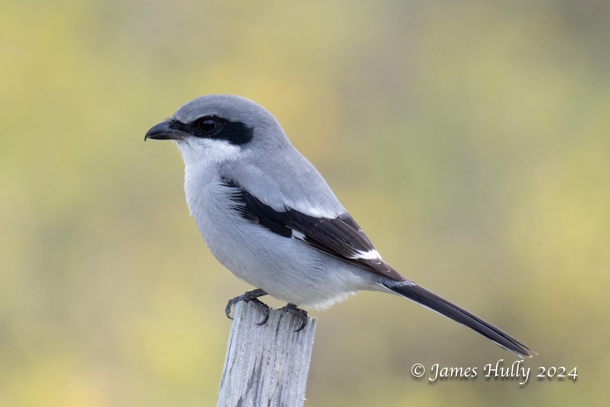 Loggerhead Shrike - ML641151896