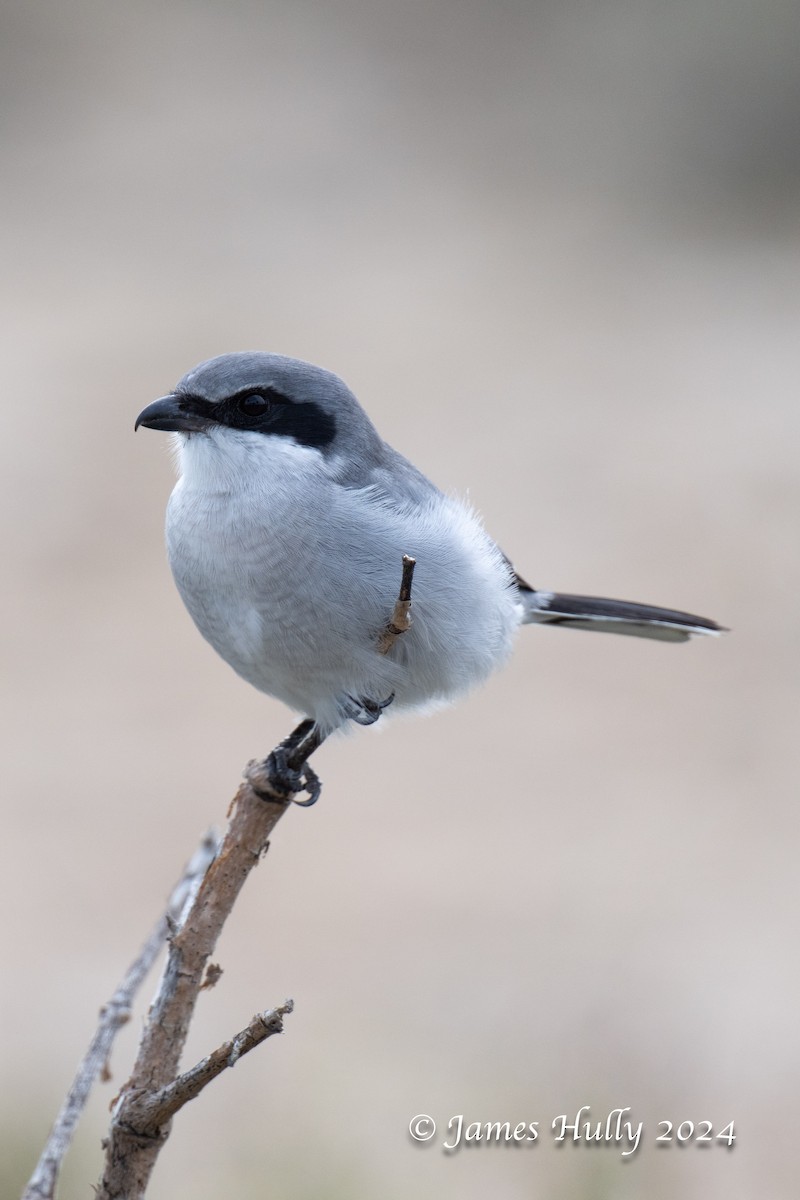 Loggerhead Shrike - ML641151897