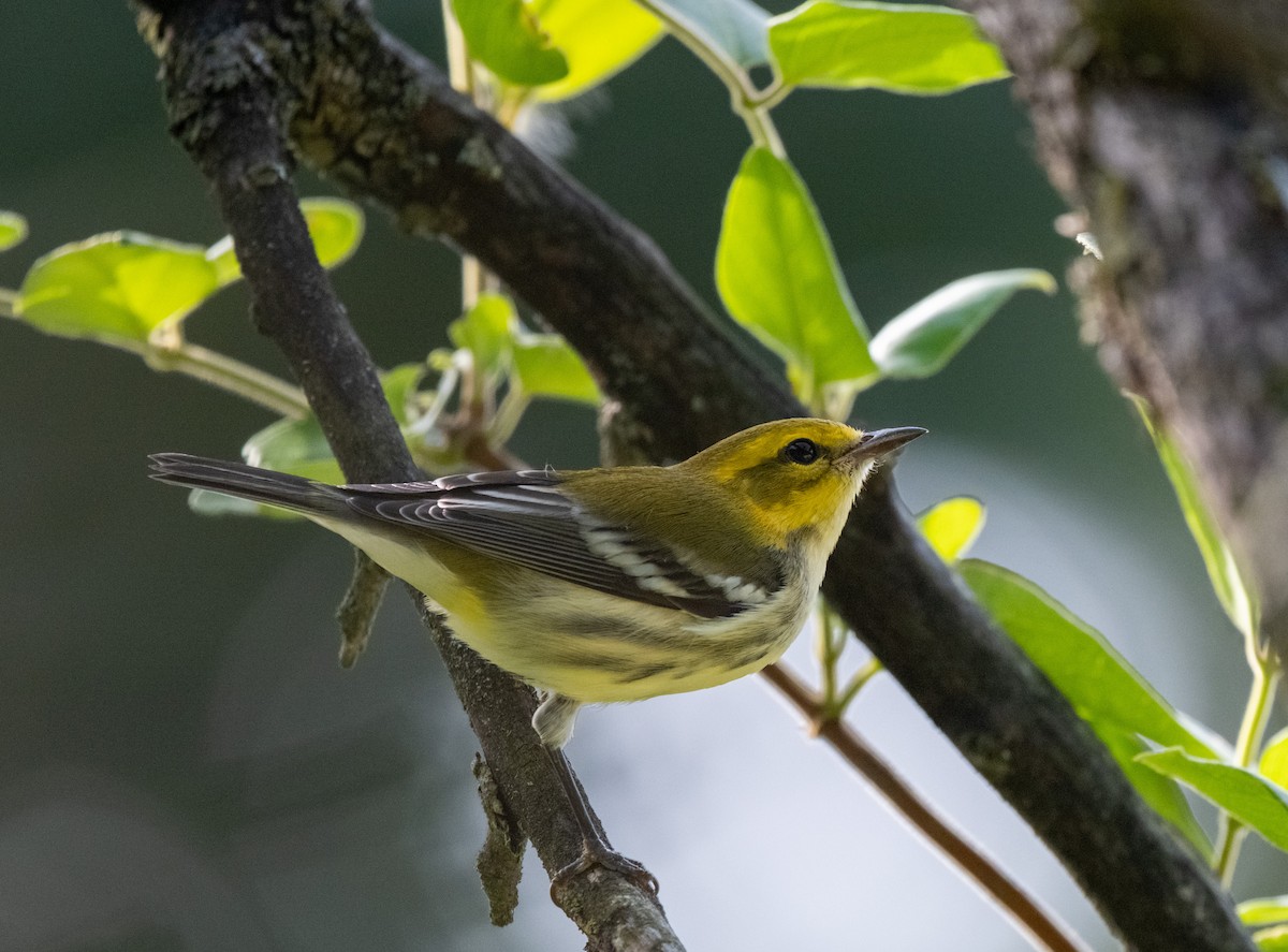 Black-throated Green Warbler - ML641151899