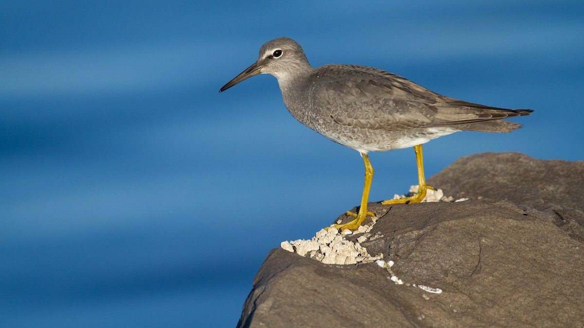 alaskavandresnipe - ML641151970