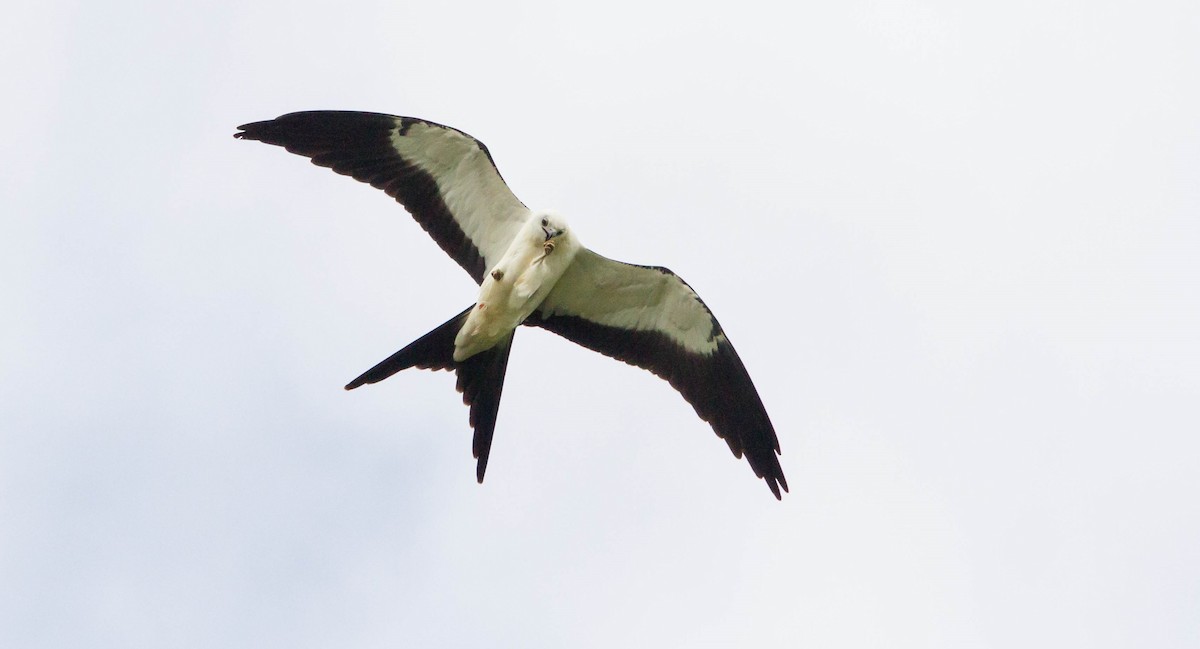 Swallow-tailed Kite - ML641151983