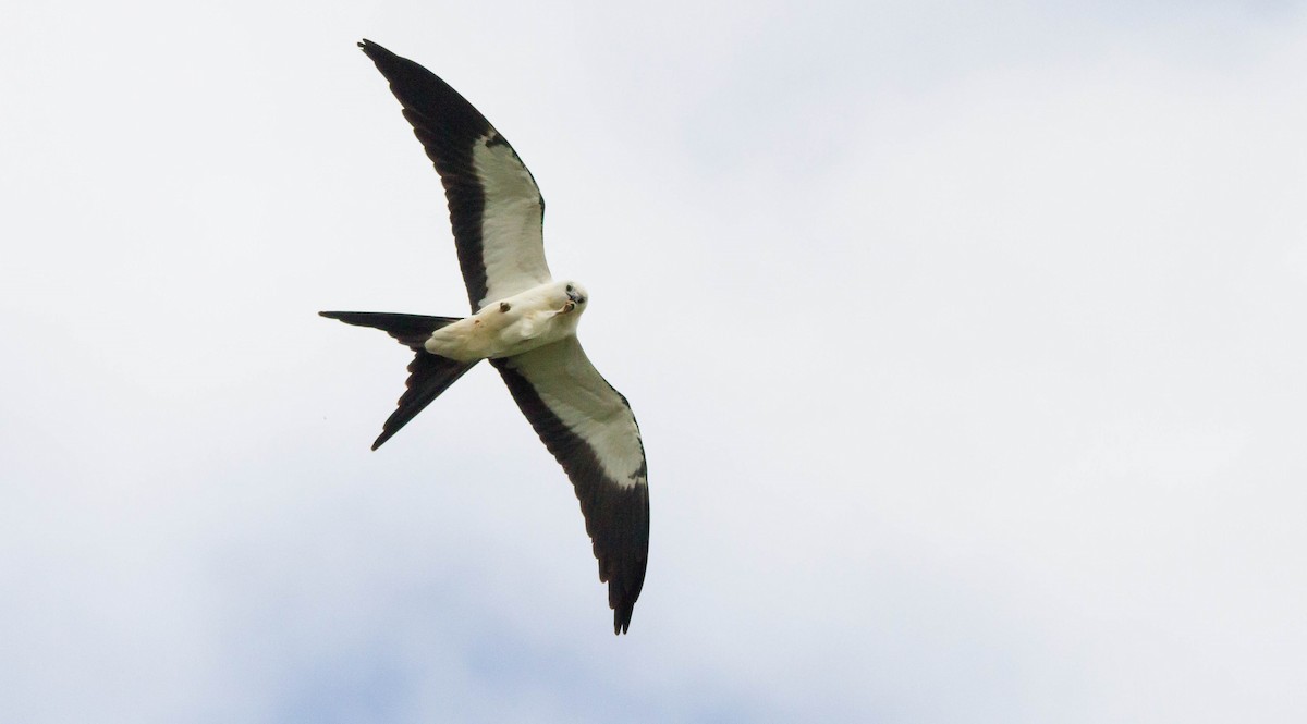 Swallow-tailed Kite - ML641151984