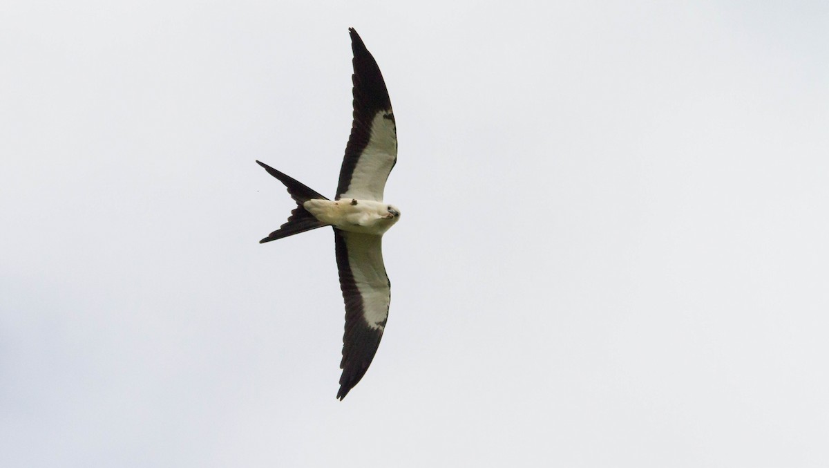 Swallow-tailed Kite - ML641151985