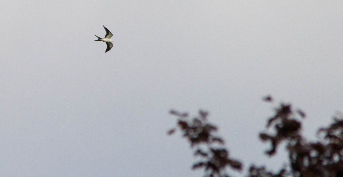 Swallow-tailed Kite - ML641151986