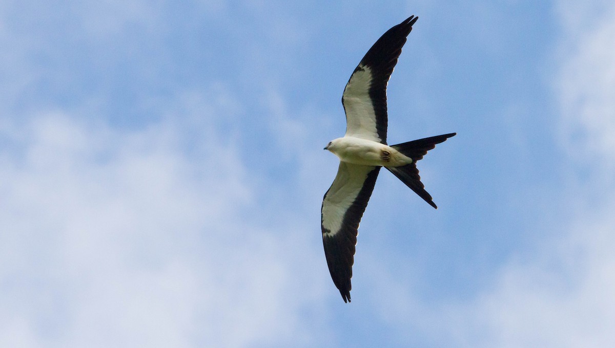 Swallow-tailed Kite - ML641151987