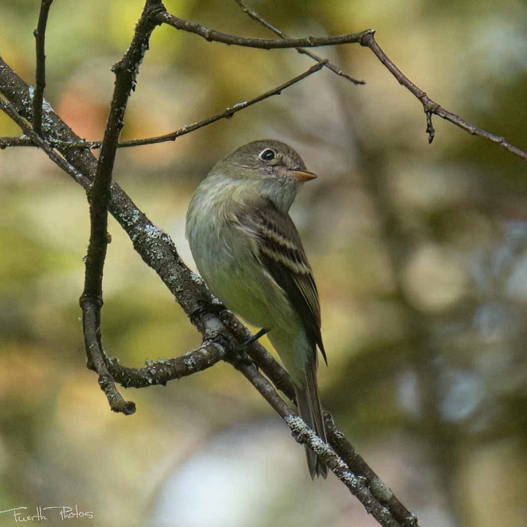 Yellow-bellied Flycatcher - ML641151991