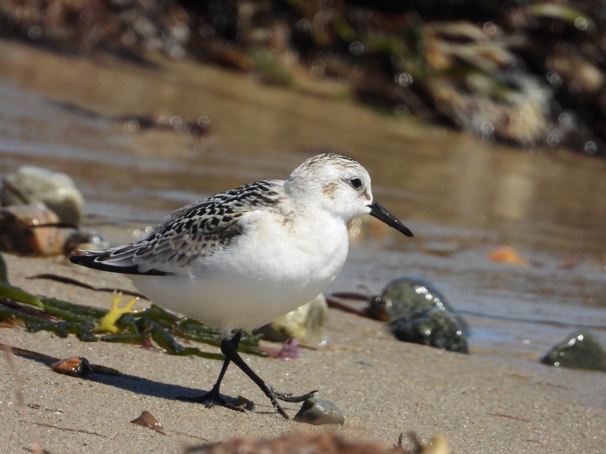 Sanderling - ML641151993