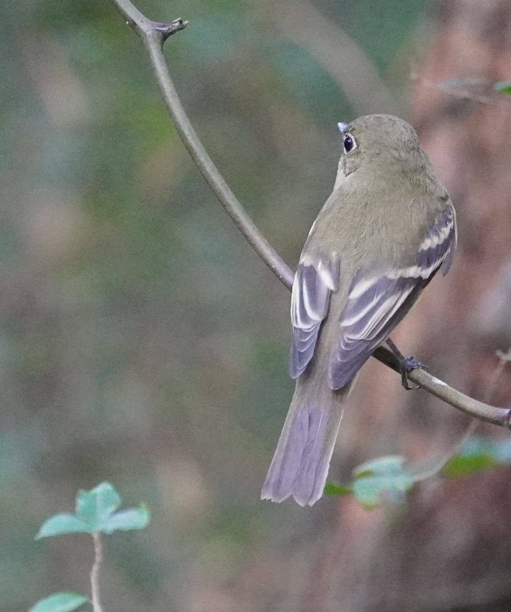 Yellow-bellied Flycatcher - ML641152014