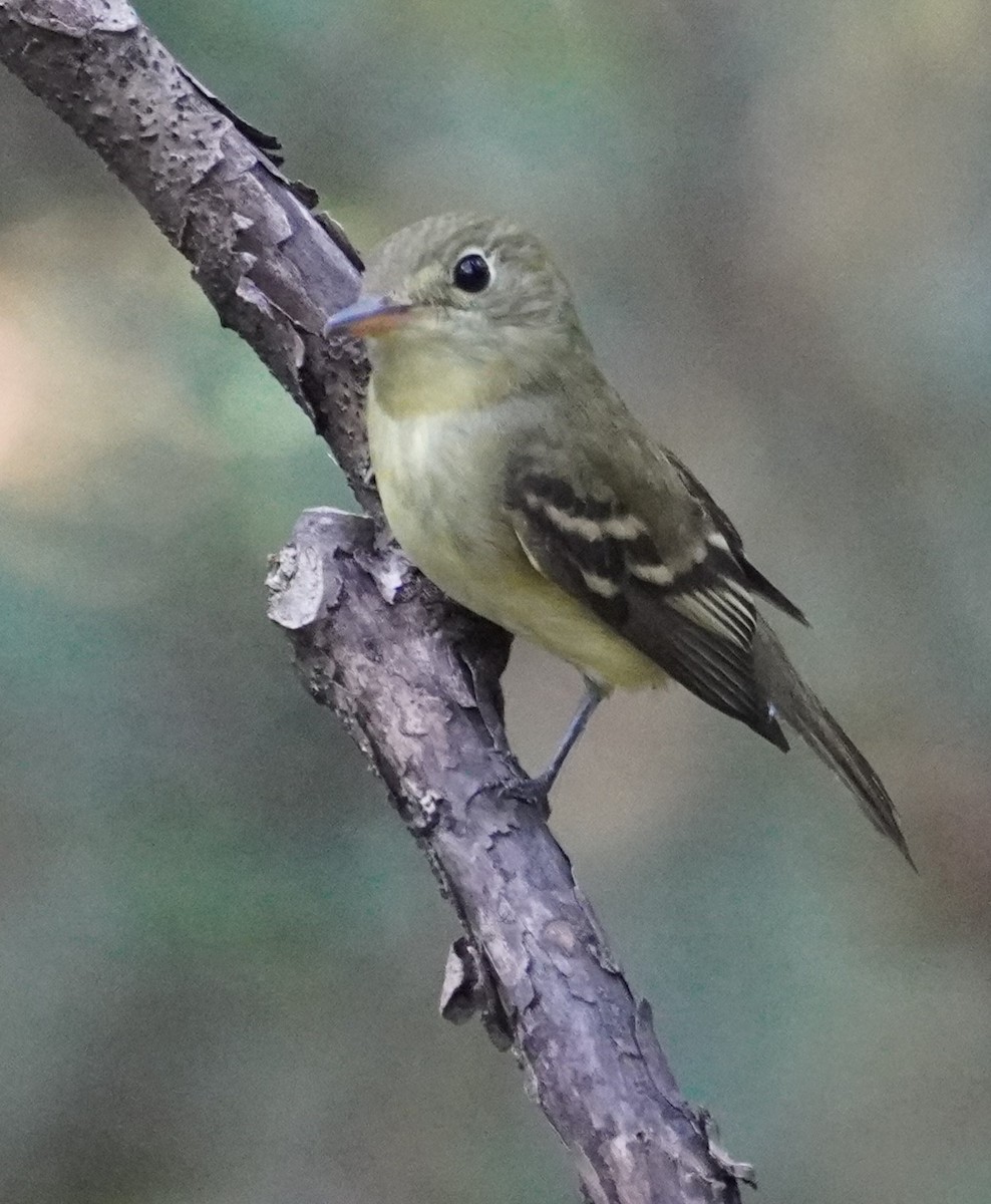 Yellow-bellied Flycatcher - ML641152015