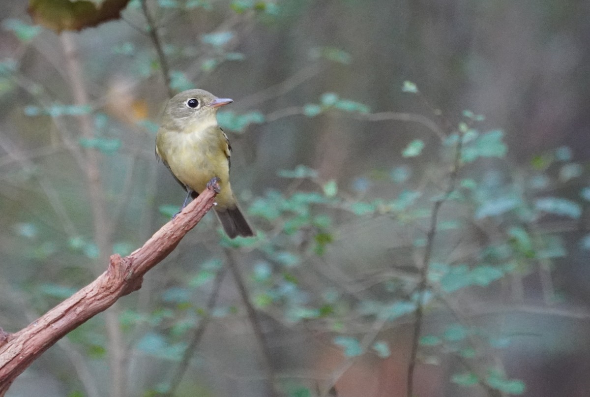 Yellow-bellied Flycatcher - ML641152016