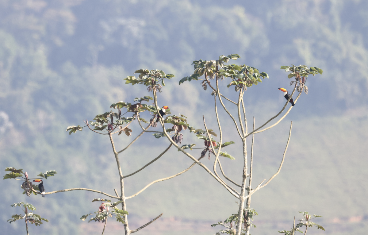 Toco Toucan - ML641152020