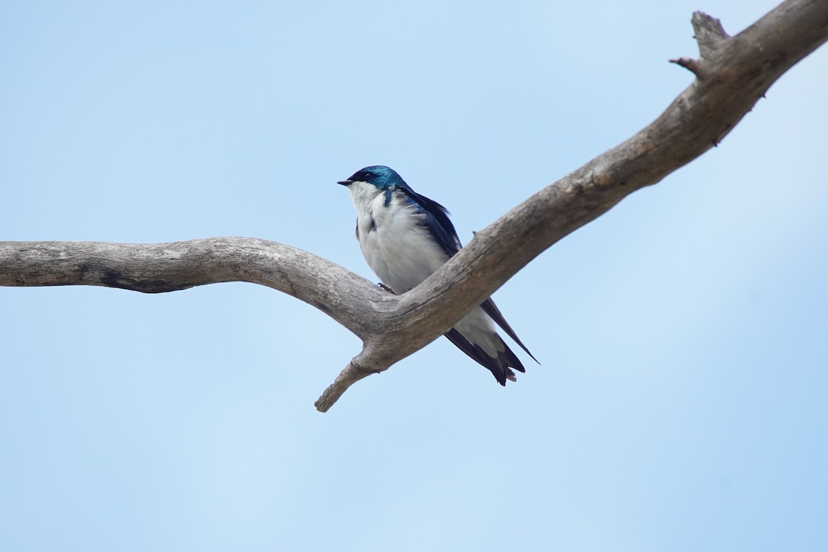 Tree Swallow - ML641152022