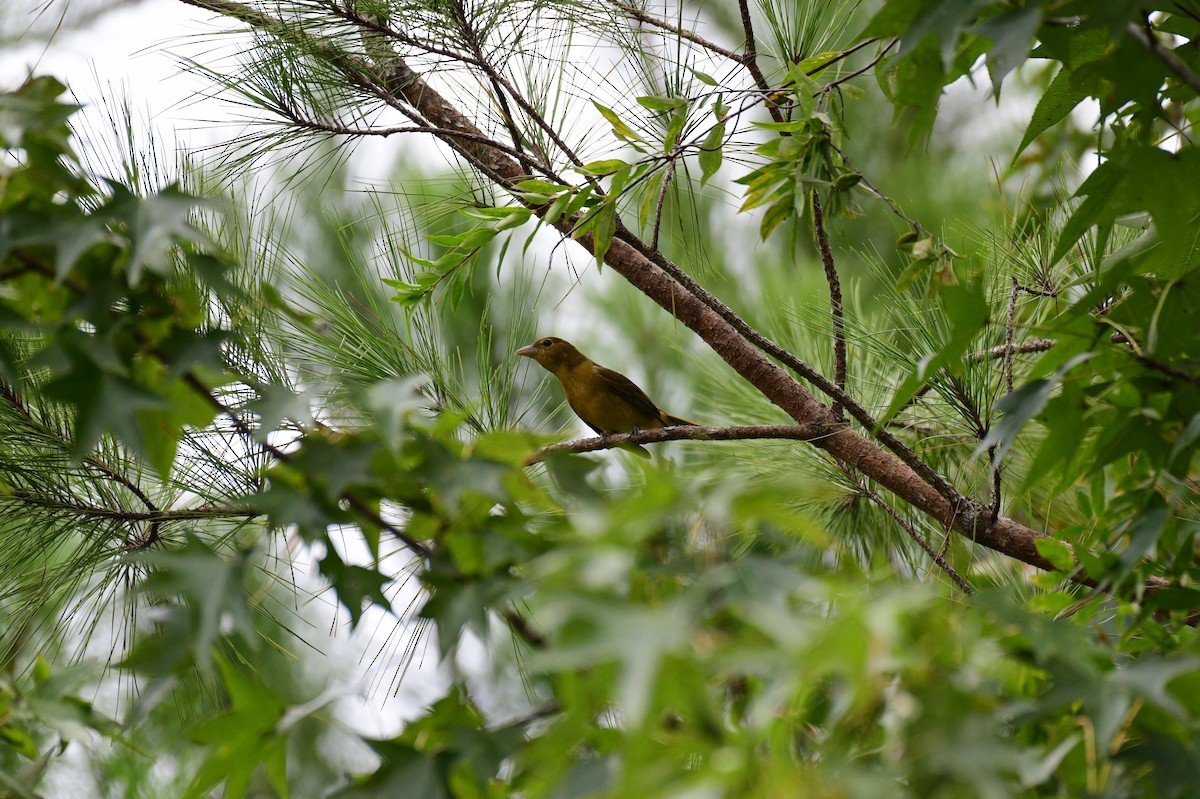 Summer Tanager - ML641152047