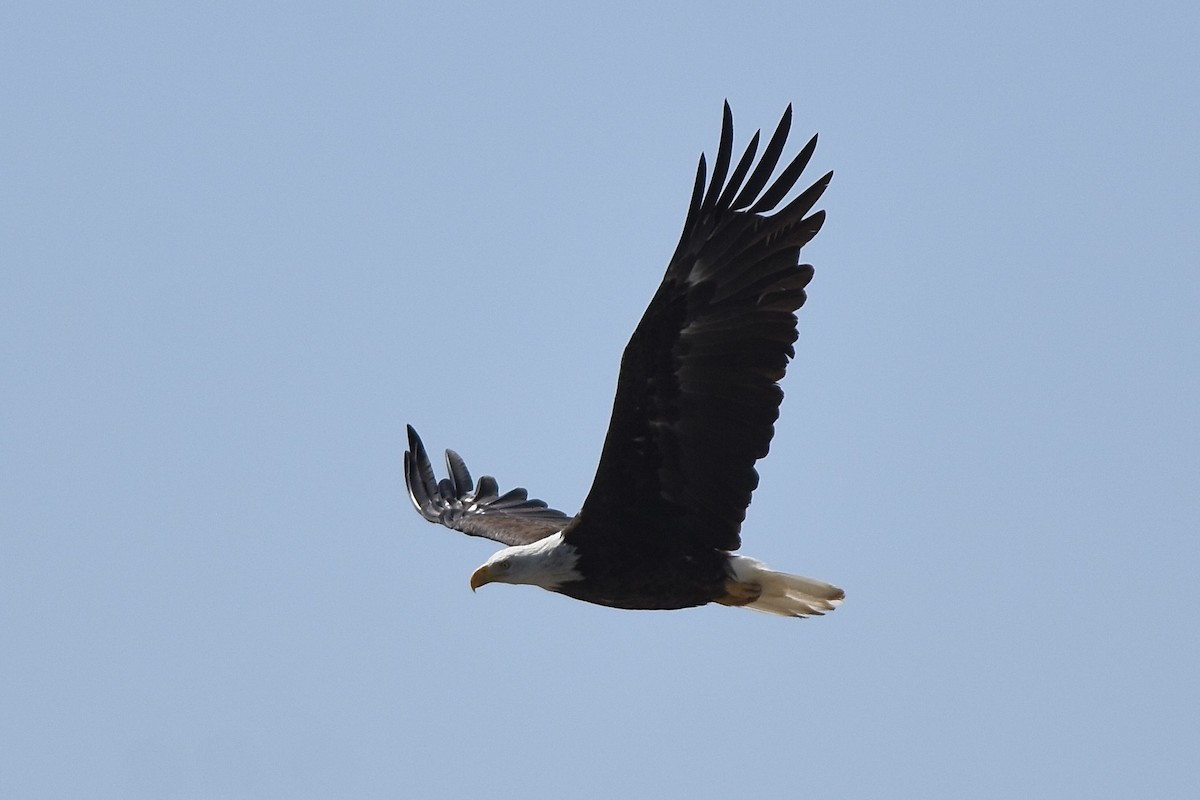 Bald Eagle - ML641152050