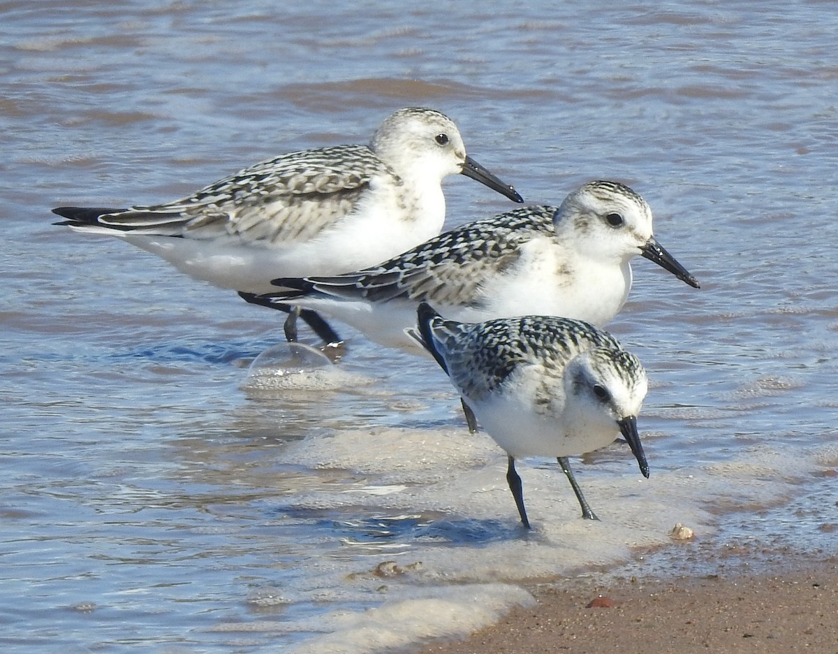 Sanderling - ML641152058