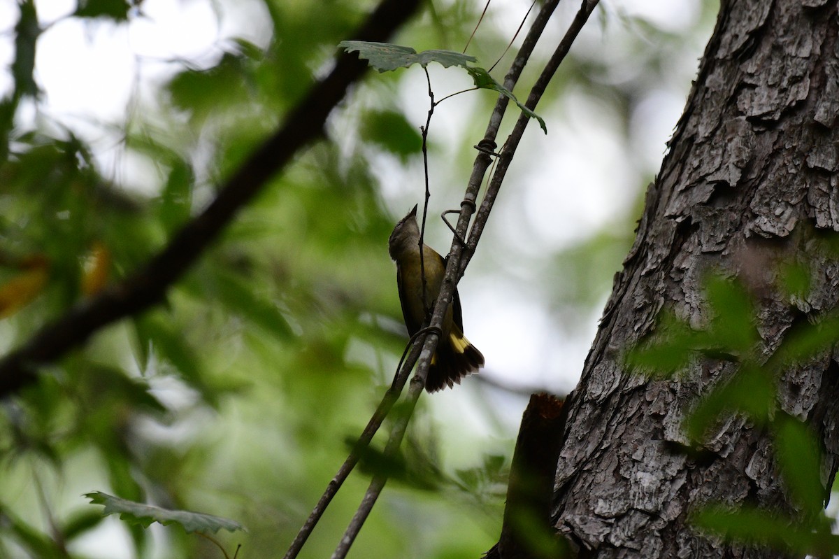 American Redstart - ML641152094