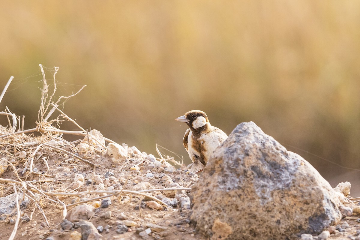 Fischer's Sparrow-Lark - ML641152095