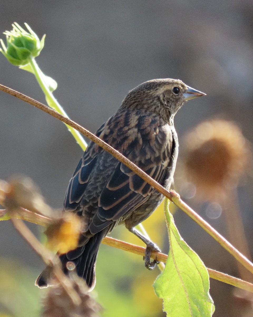 Red-winged Blackbird - ML641152105