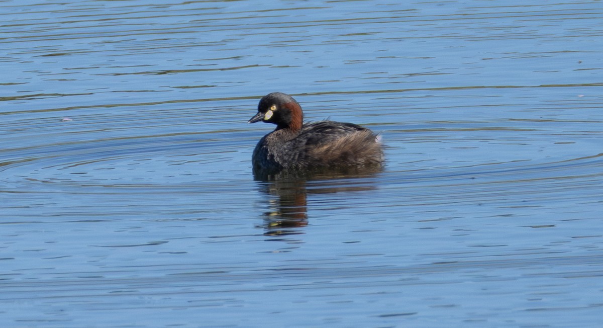 Australasian Grebe - ML641152113
