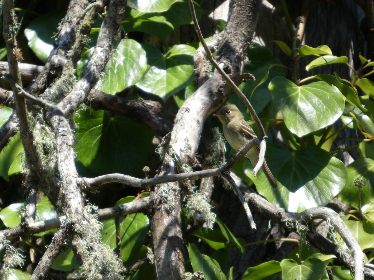 Western Flycatcher - ML641152128