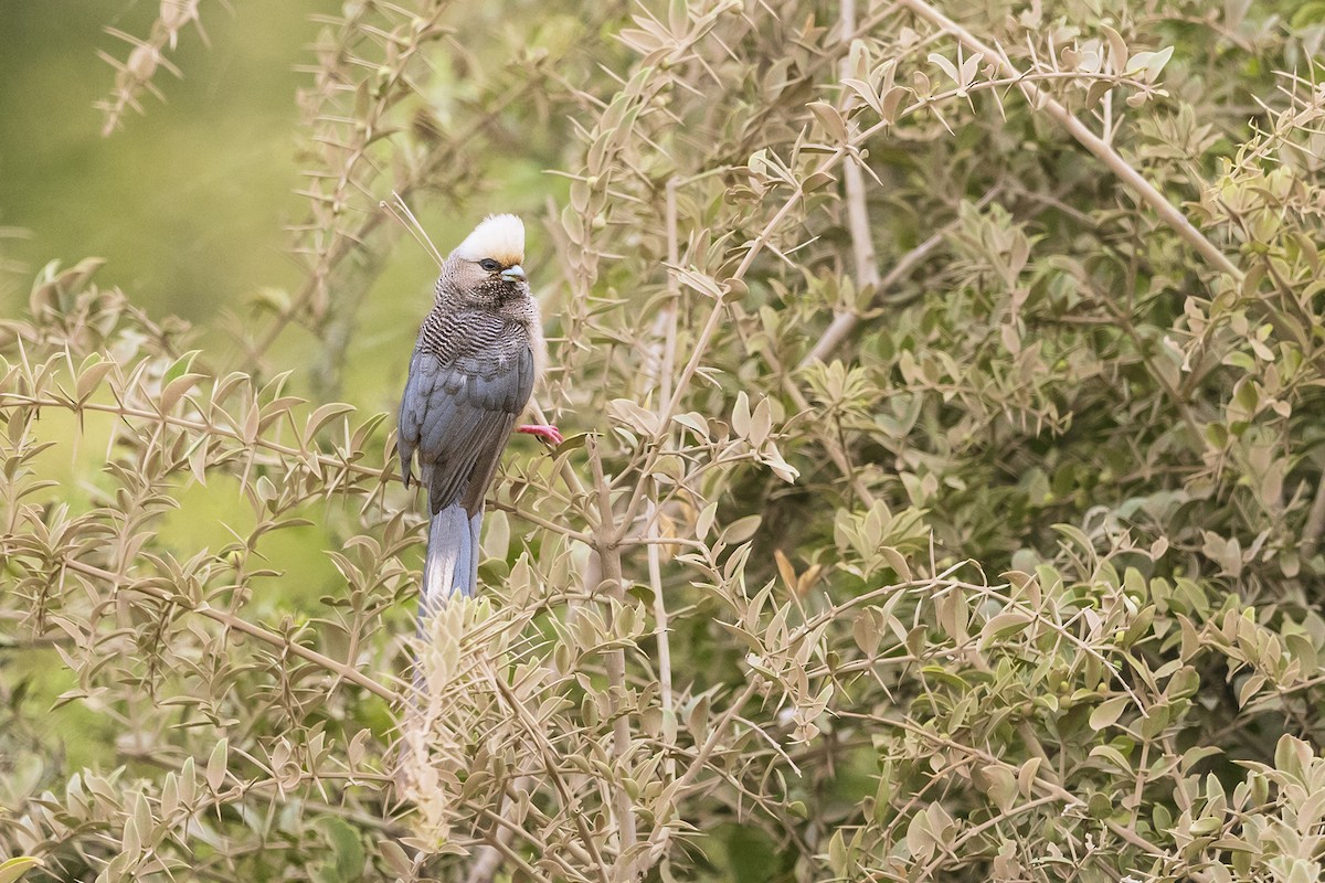 White-headed Mousebird - ML641152135