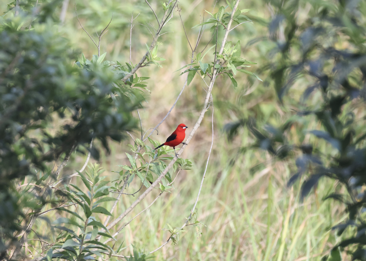 Brazilian Tanager - ML641152152