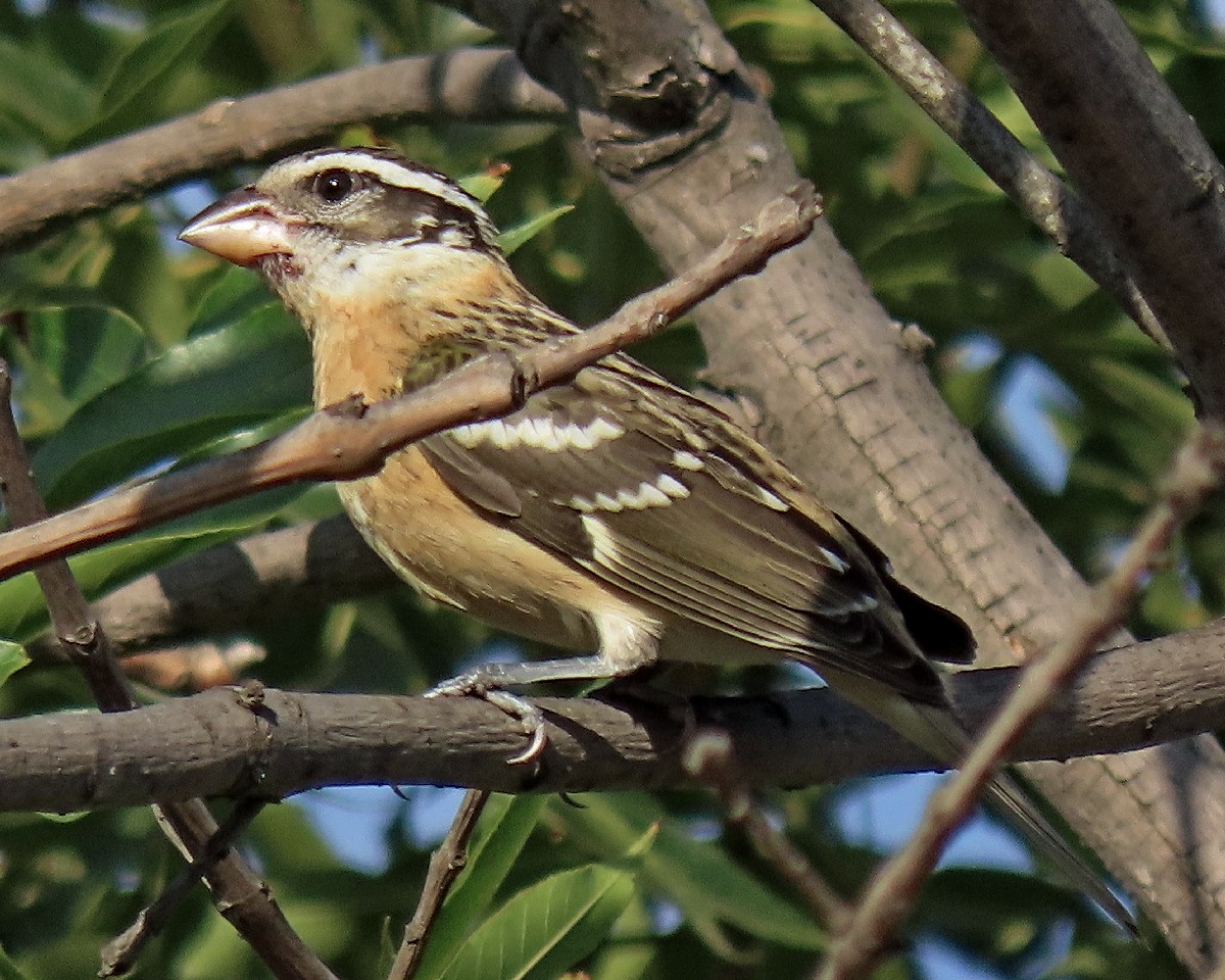 Black-headed Grosbeak - ML641152175