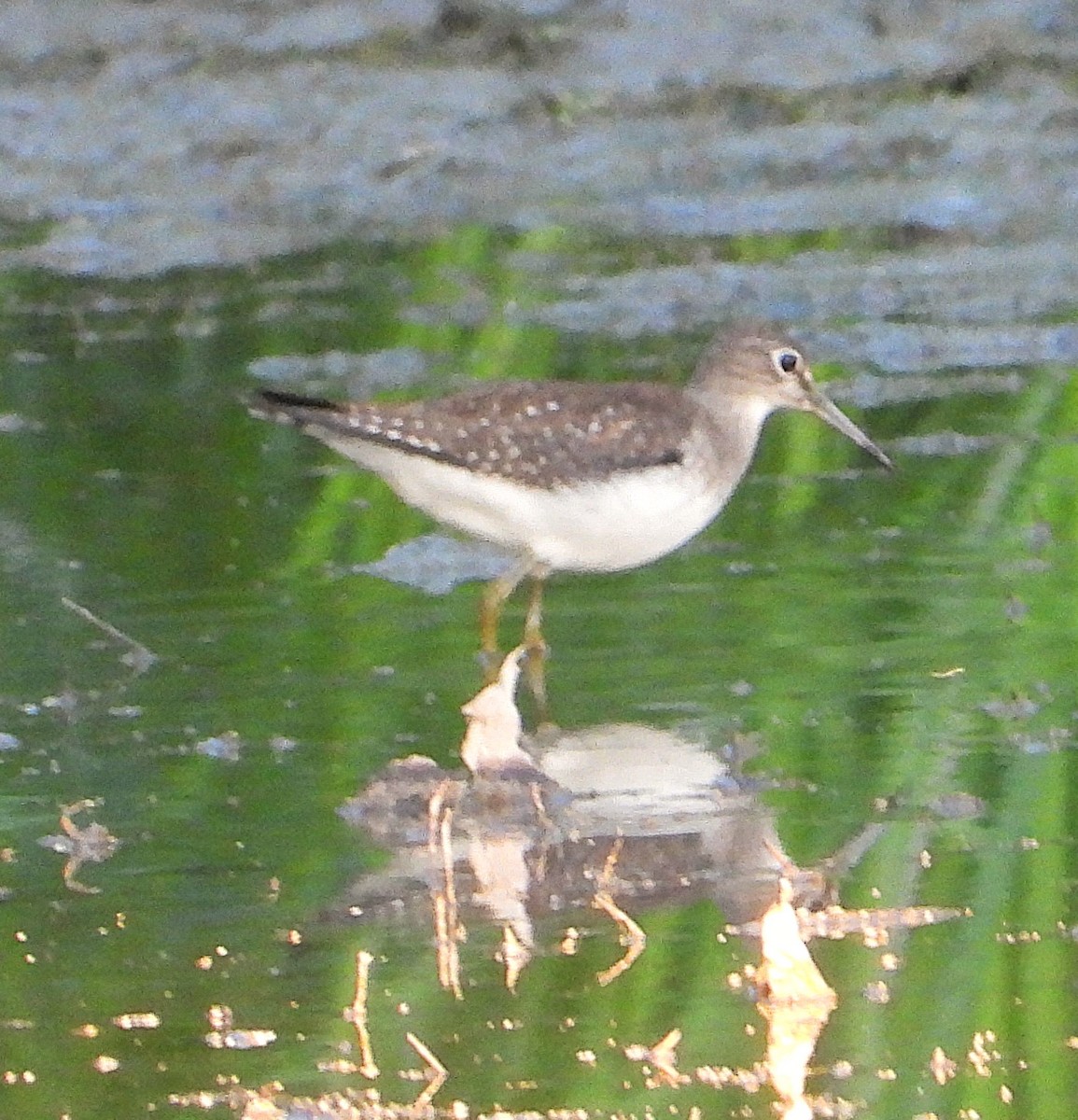 Solitary Sandpiper - ML641152179