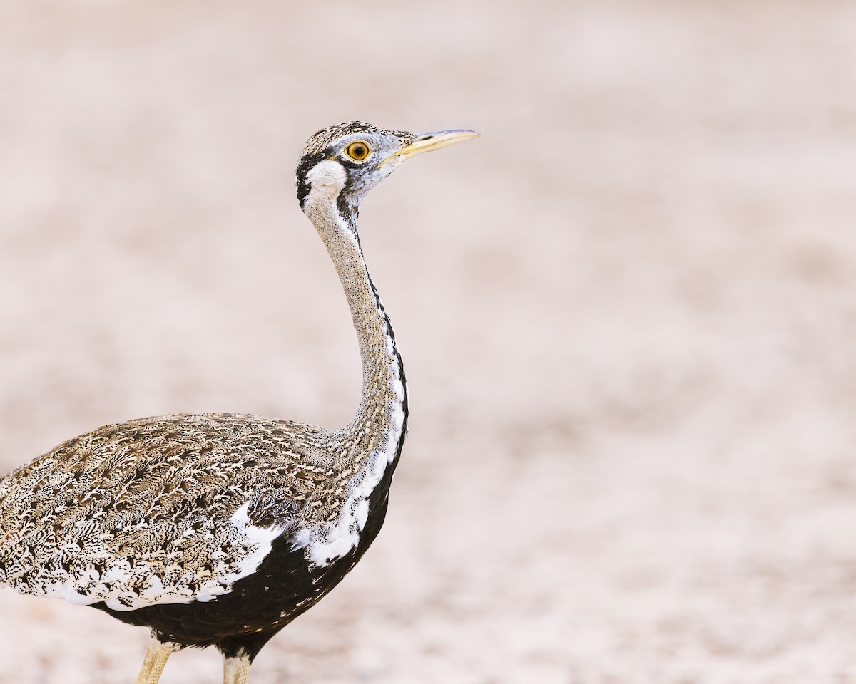 Hartlaub's Bustard - ML641152180