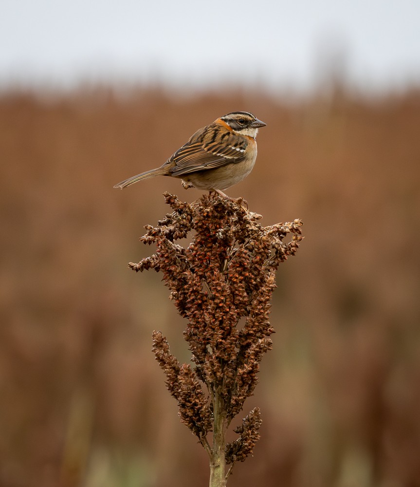 Rufous-collared Sparrow - ML641152182