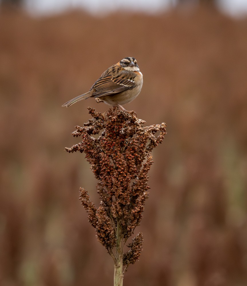 Rufous-collared Sparrow - ML641152183