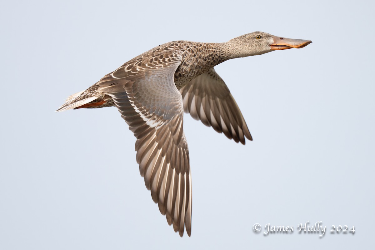 Northern Shoveler - ML641152188