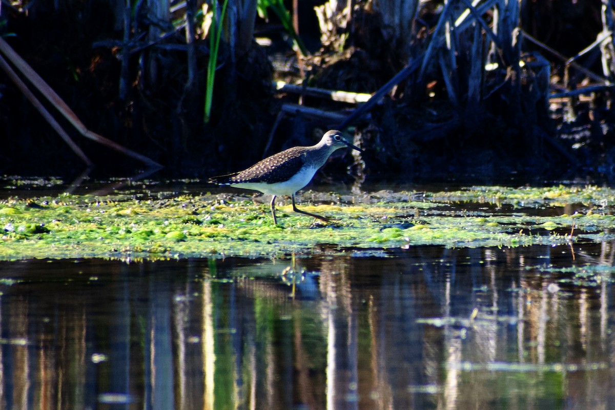 Solitary Sandpiper - ML641152191