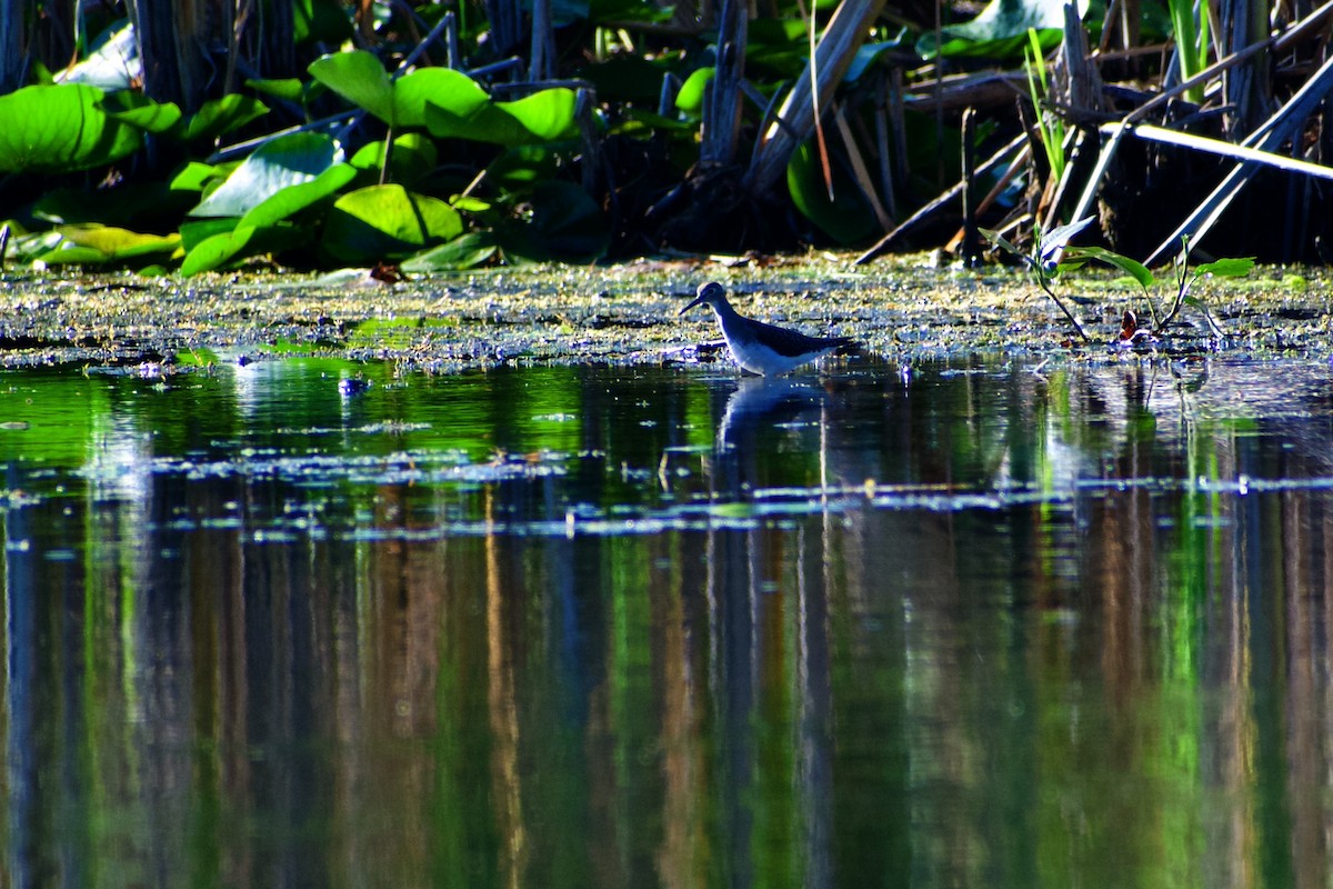 Solitary Sandpiper - ML641152192