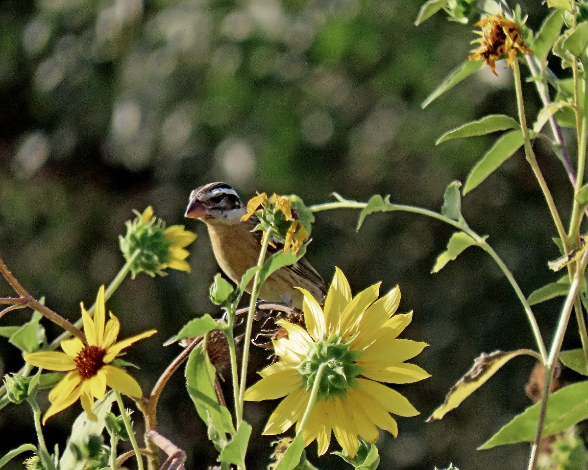 Black-headed Grosbeak - ML641152213