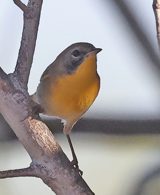 Common Yellowthroat - ML641152222