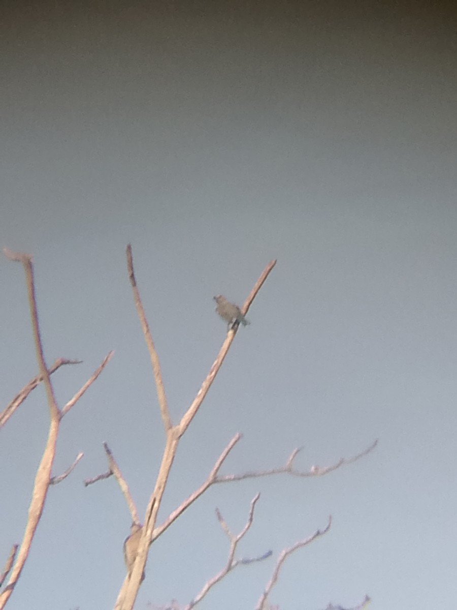 Glaucous Tanager - ML641152229