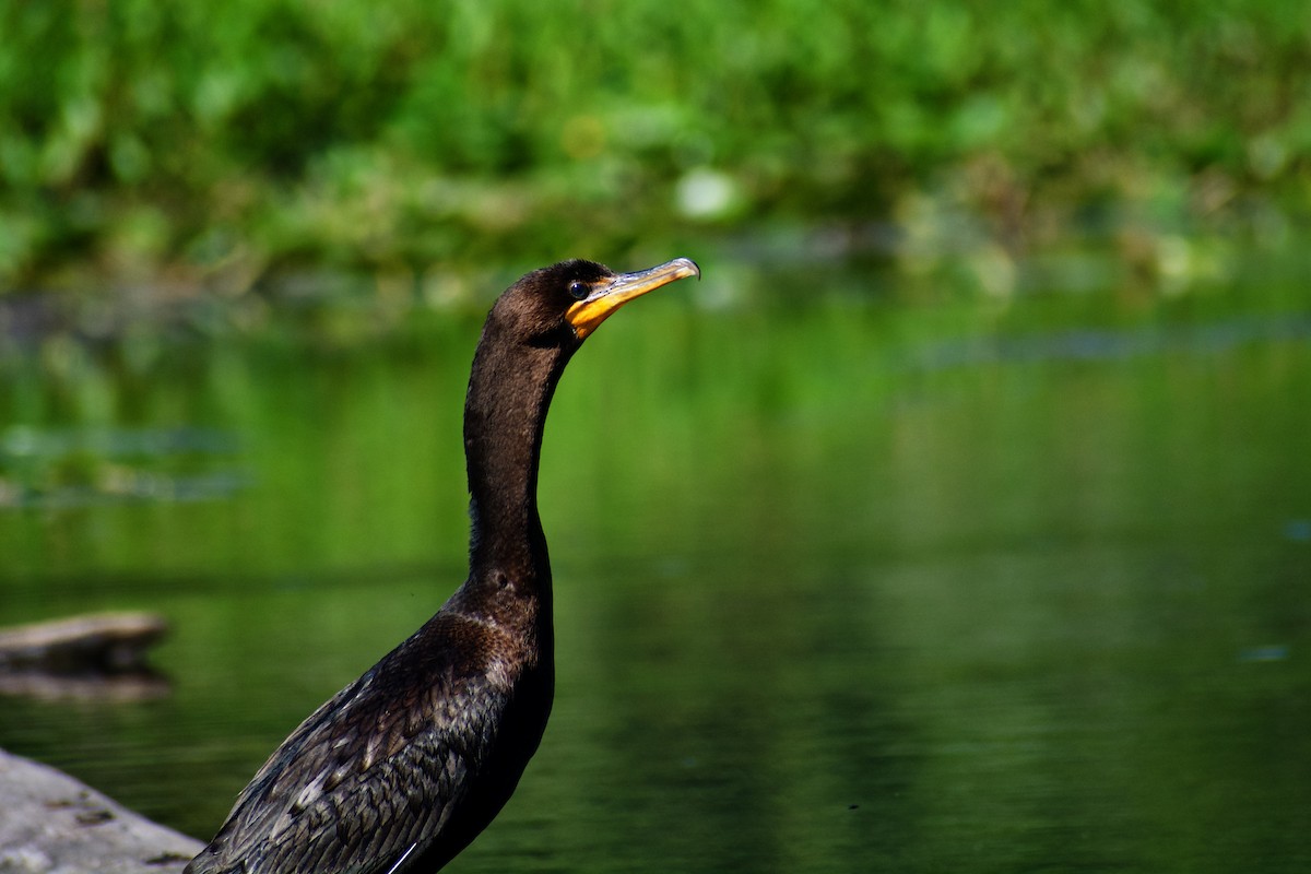 Double-crested Cormorant - ML641152230