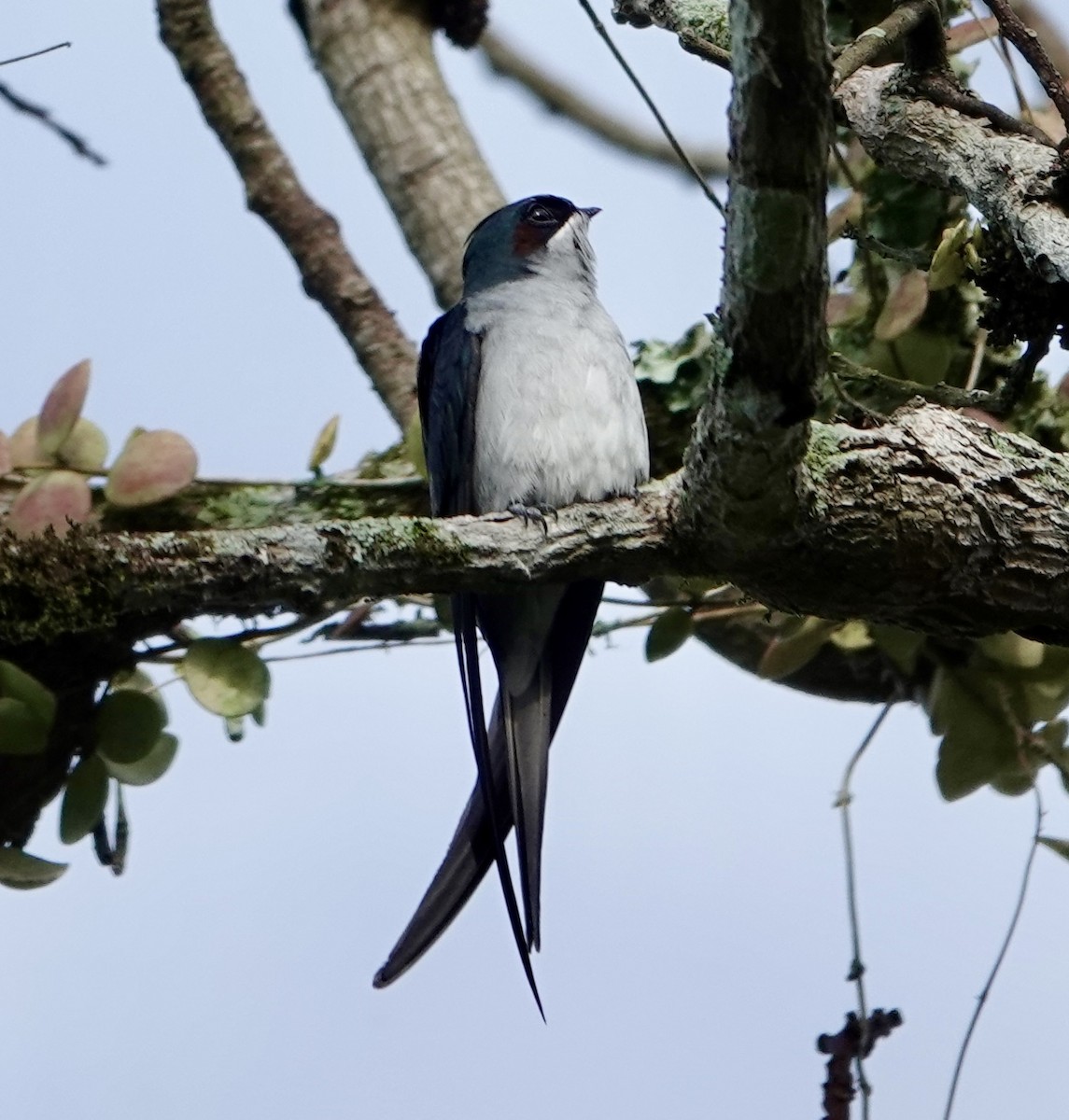カンムリアマツバメ - ML641152234