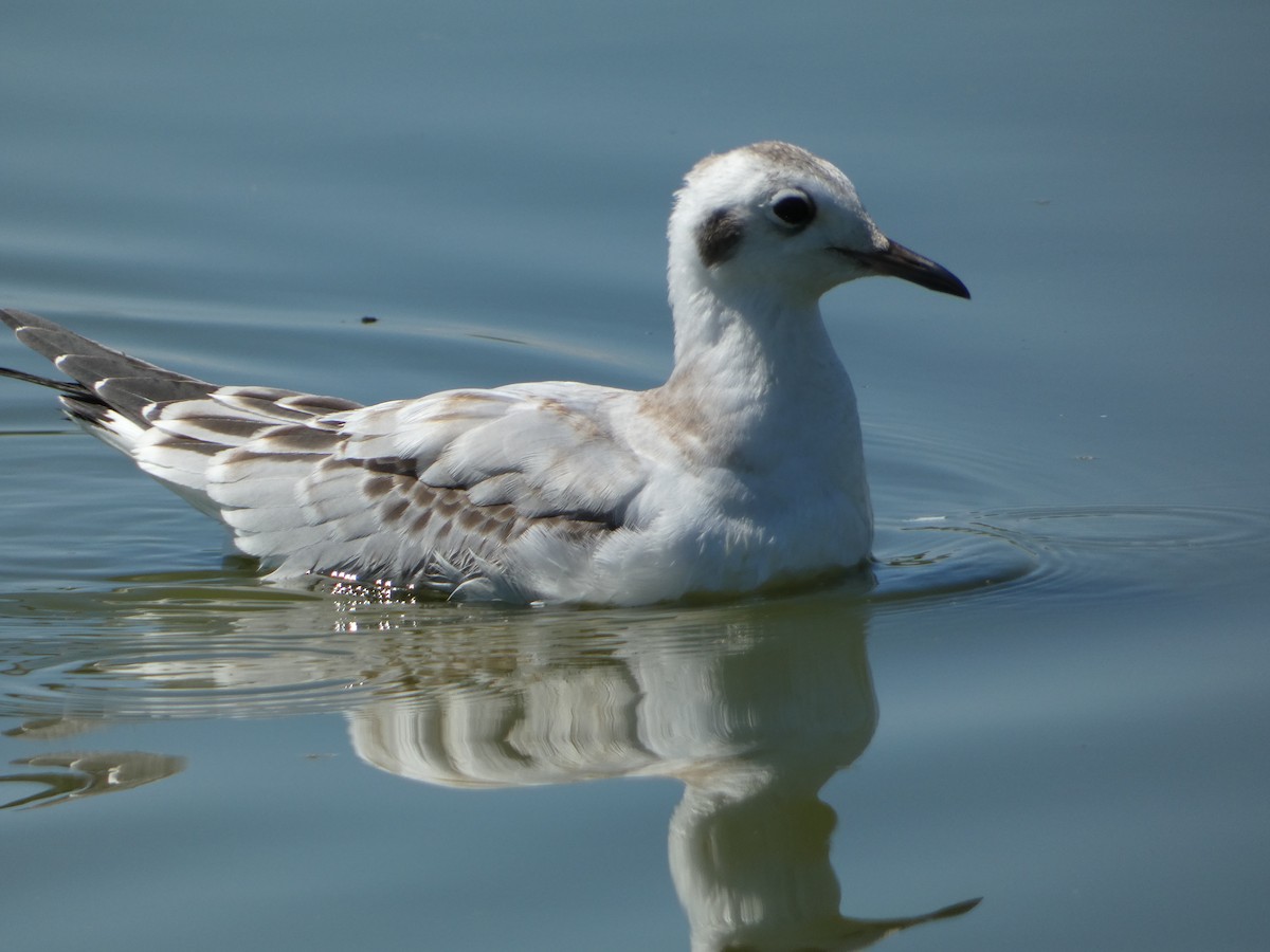 Gaviota de Bonaparte - ML641152240