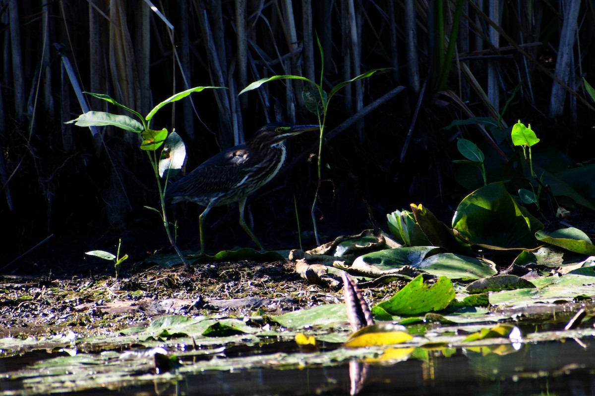 Green Heron - ML641152249