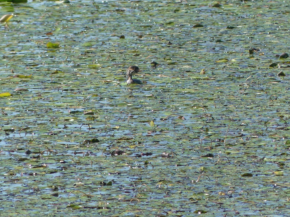 Pied-billed Grebe - ML641152255