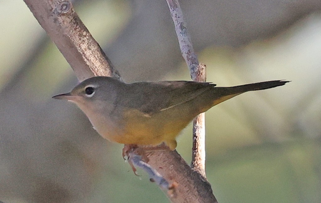 MacGillivray's Warbler - ML641152260