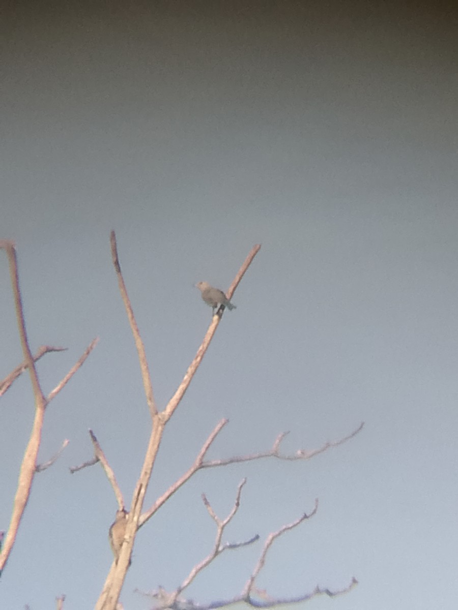 Glaucous Tanager - ML641152265