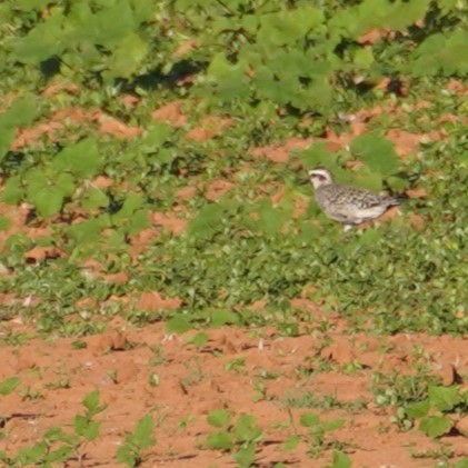 American Golden-Plover - ML641152270