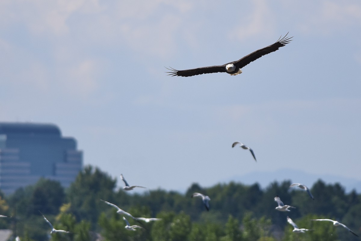 Bald Eagle - ML641152282