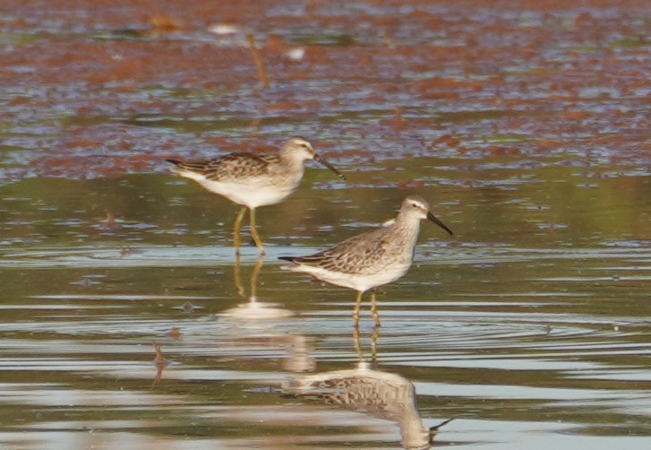 Stilt Sandpiper - ML641152284