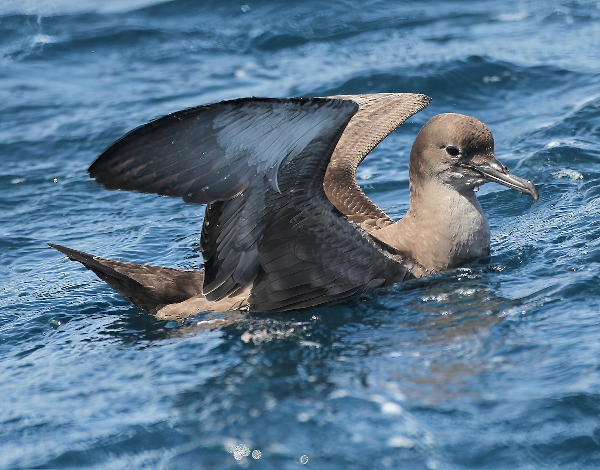 Sooty Shearwater - ML641152285